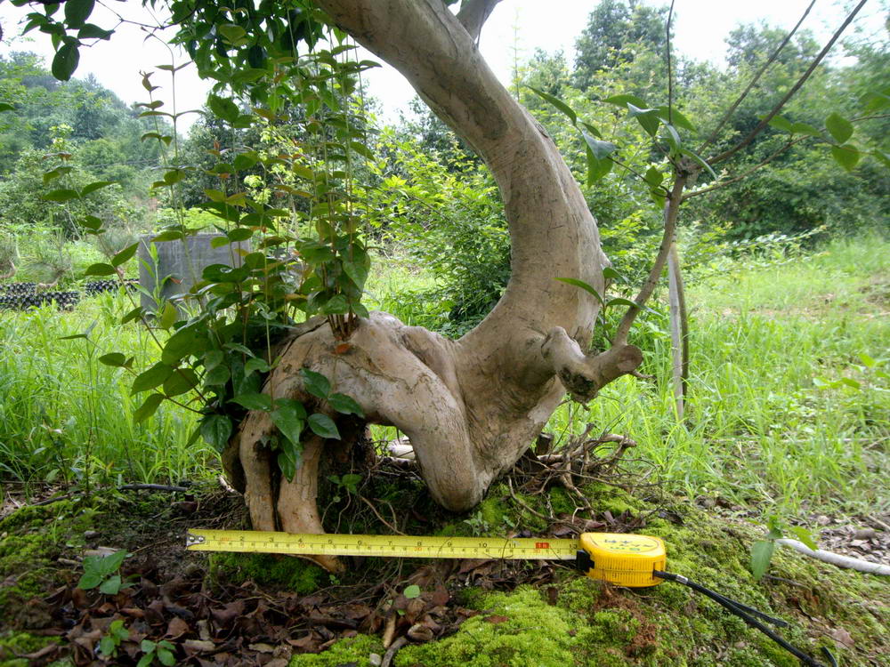 IMGP9941.JPG