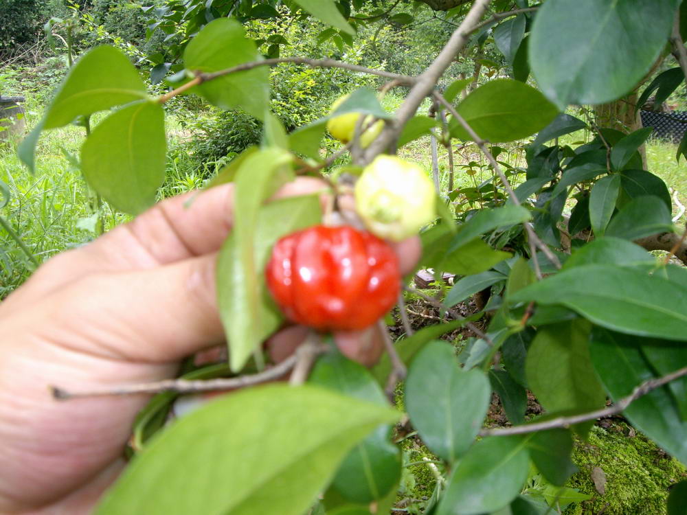 IMGP9943.JPG