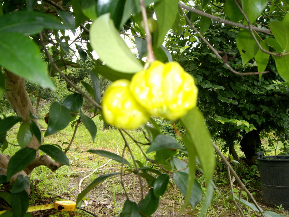 IMGP9944.JPG