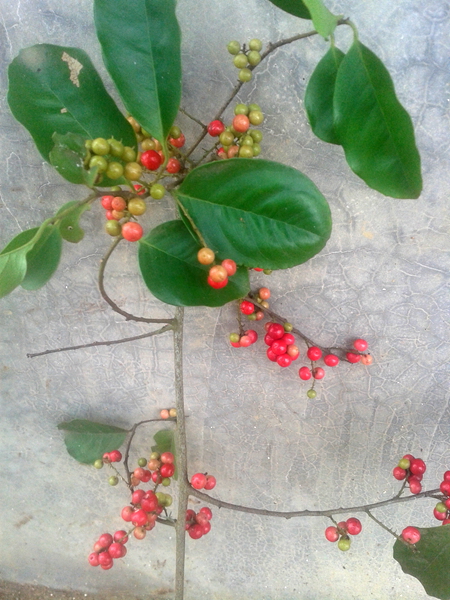 20140519_103651.jpg