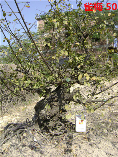 DSC04074_.jpg