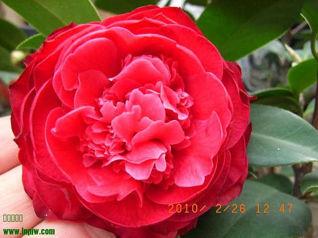 ڵĻ 008.jpg
