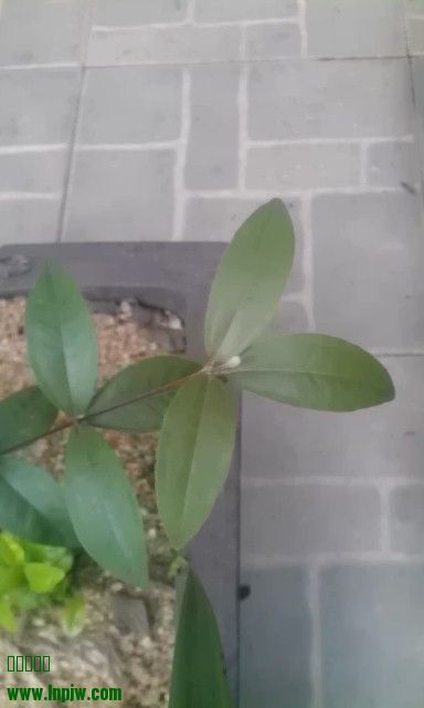IMAG0081.jpg