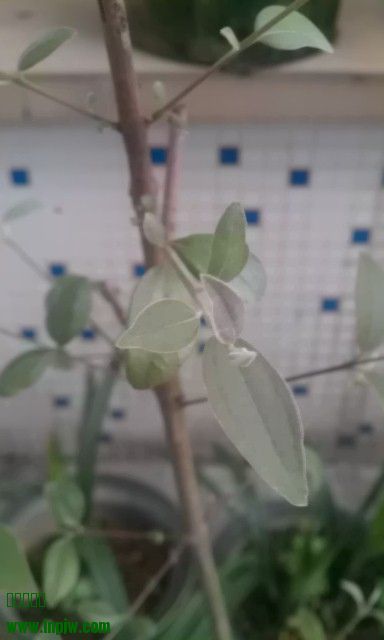 IMAG0083.jpg