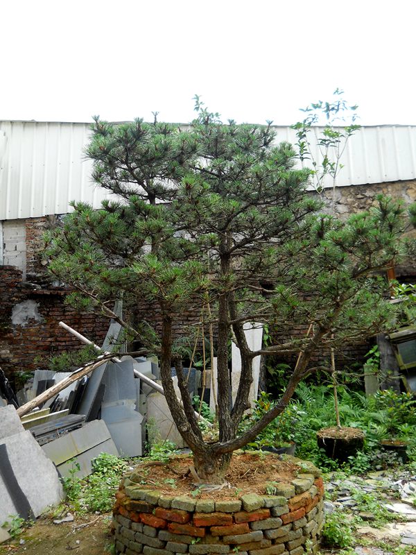 DSCN0186.JPG