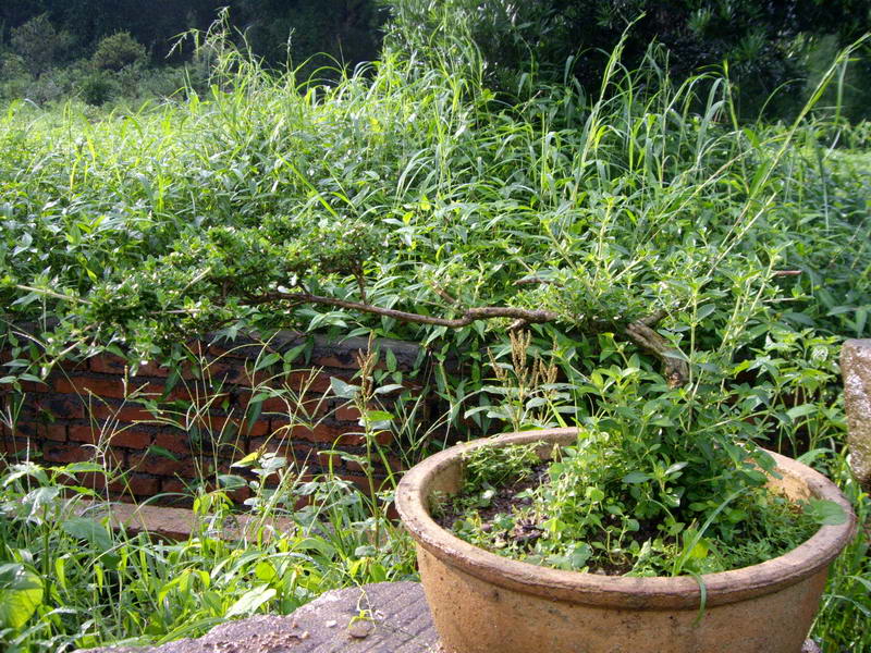 IMGP9973.JPG