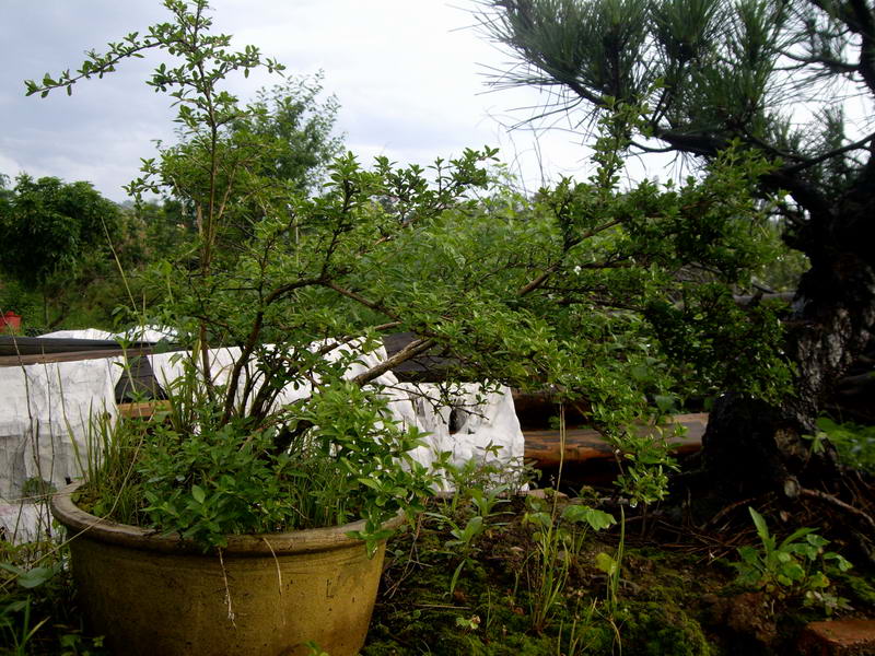 IMGP9972.JPG