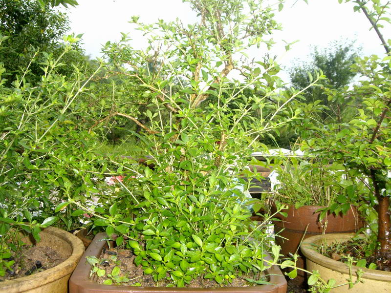 IMGP9971.JPG