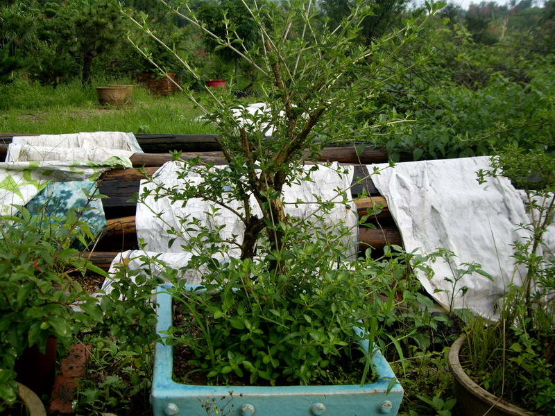 IMGP9970.JPG