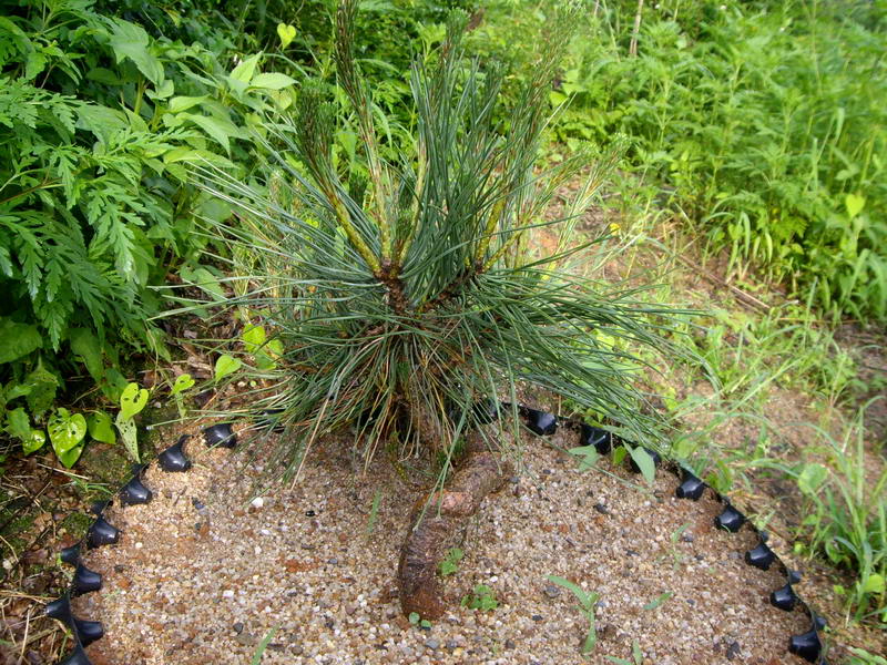 IMGP9988.JPG