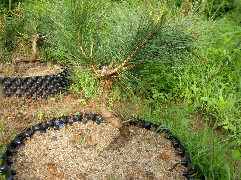 IMGP9986.JPG