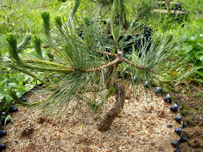 IMGP9985.JPG
