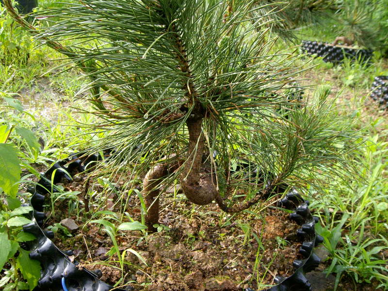 IMGP9984.JPG