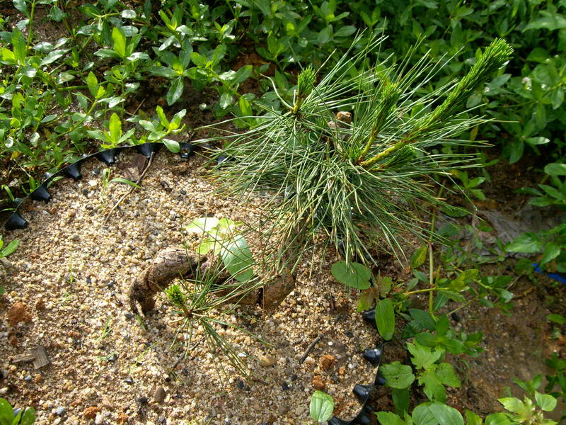 IMGP9979.JPG