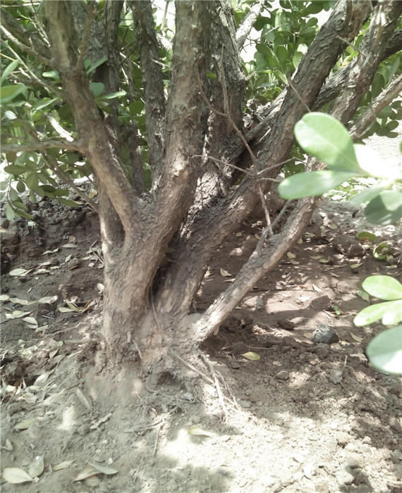  IMG20140521115706.jpg