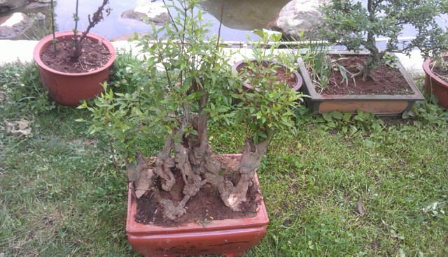 IMAG0456.jpg