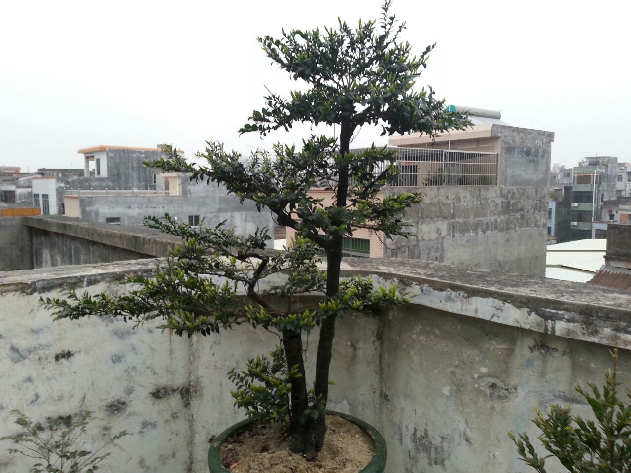 һǰ