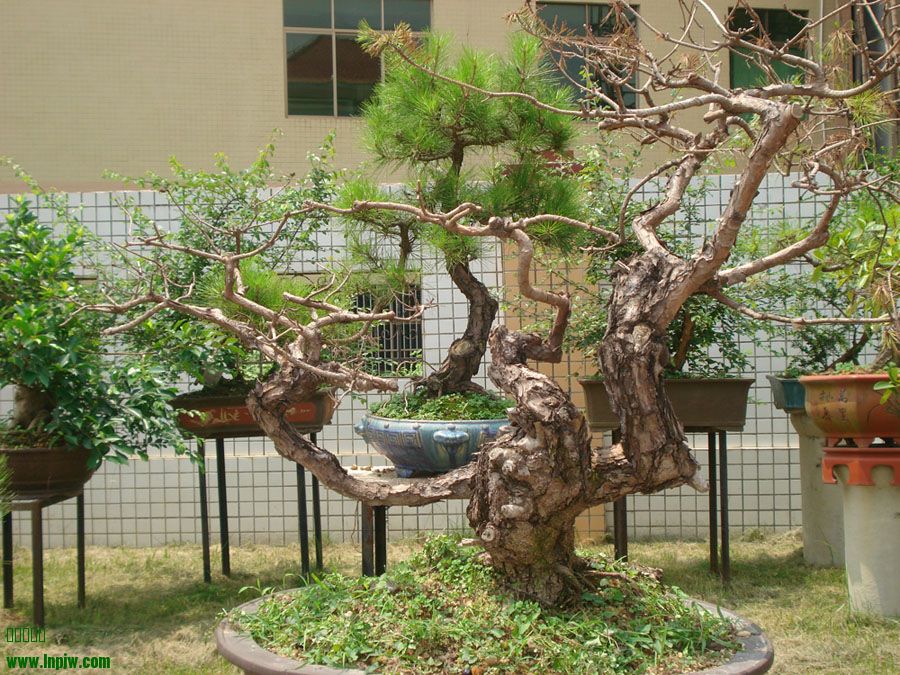 DSC00420.JPG