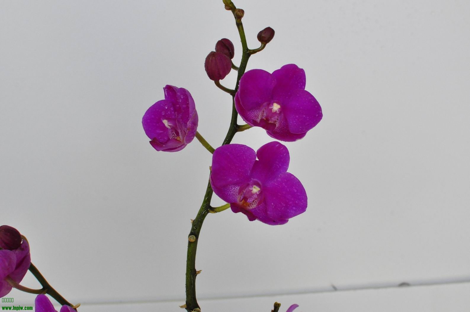 С _DSC0034.JPG