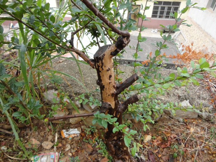 DSC06234_conew1.jpg