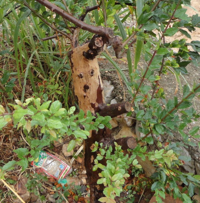 DSC06235_conew1.jpg