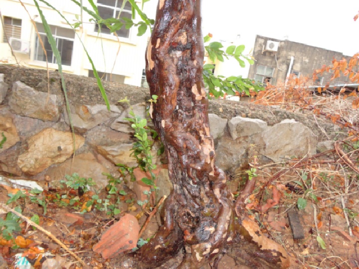 DSC06233_conew1.jpg