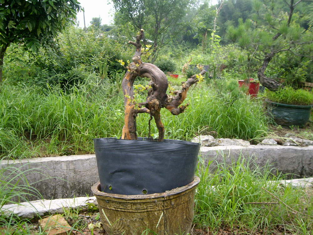 IMGP0010.JPG