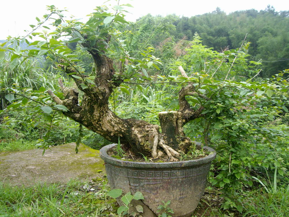 IMGP0012.JPG