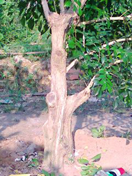 003202fbgcdbpgg9bgfamb12001.jpg