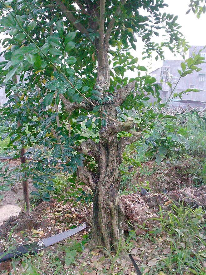IMG20140527003.jpg