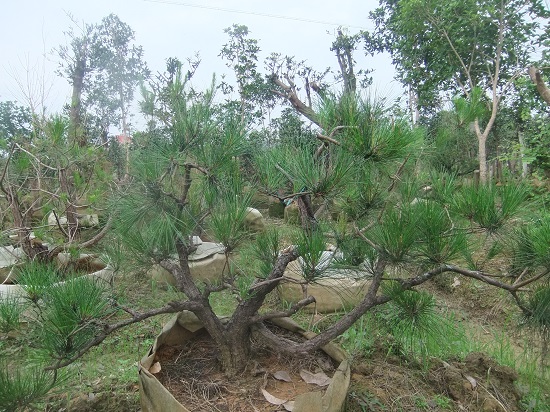 DSCF9523.JPG