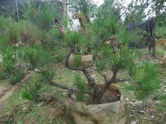 DSCF9527.JPG