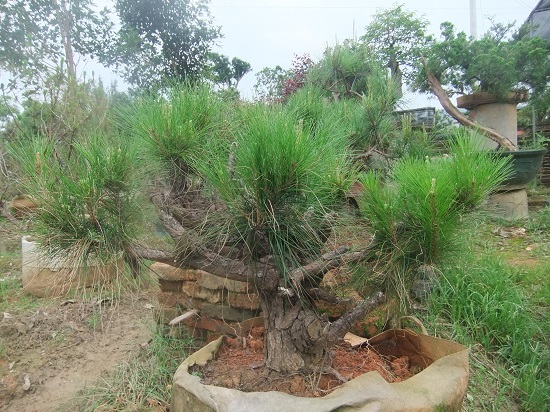 DSCF9529.JPG
