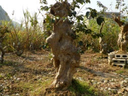 PA150351.JPG