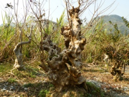 PA150364.JPG