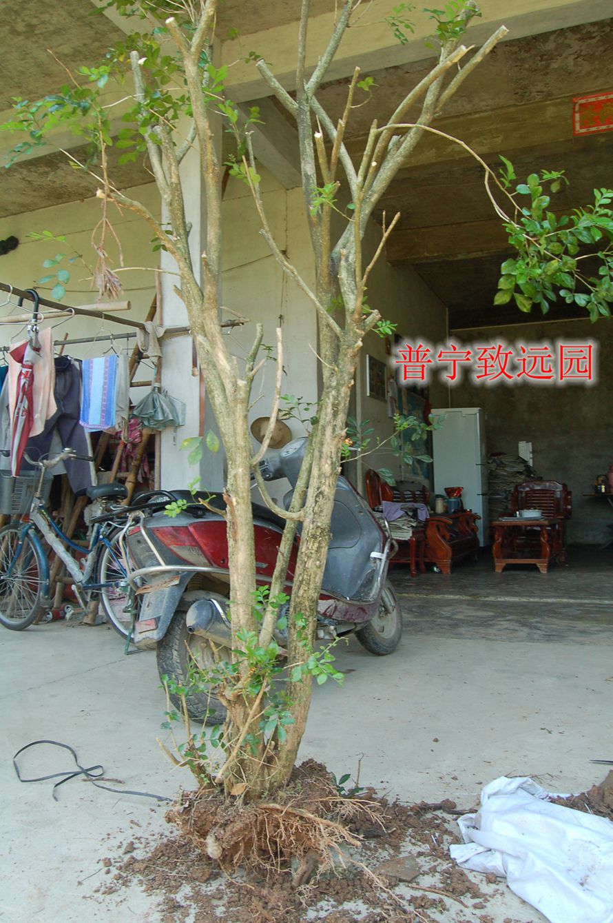 DSC_0098.JPG