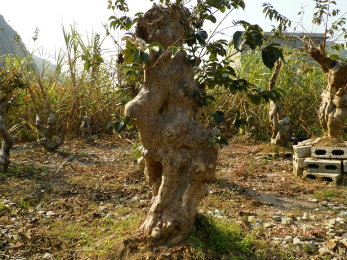 PA150351.JPG
