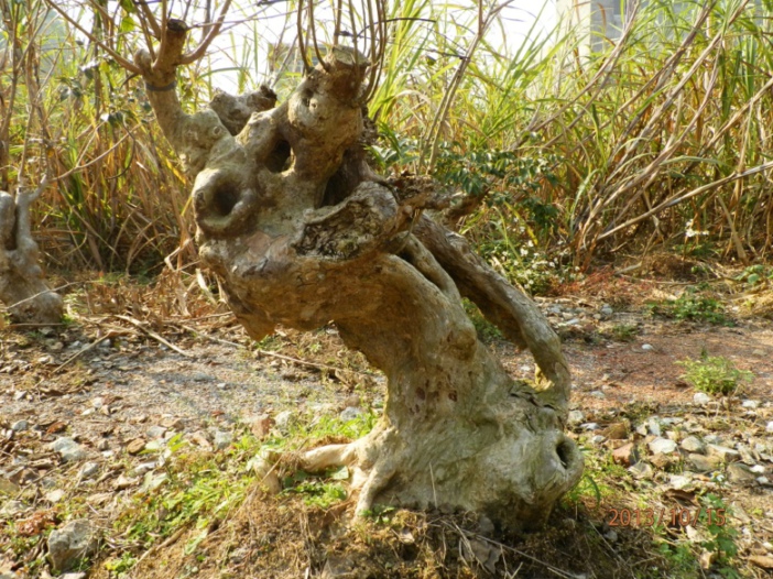 PA150352.JPG