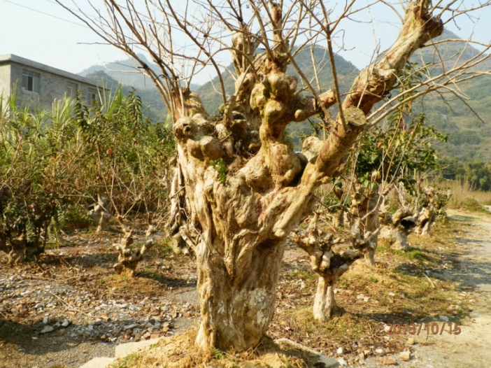 PA150362.JPG