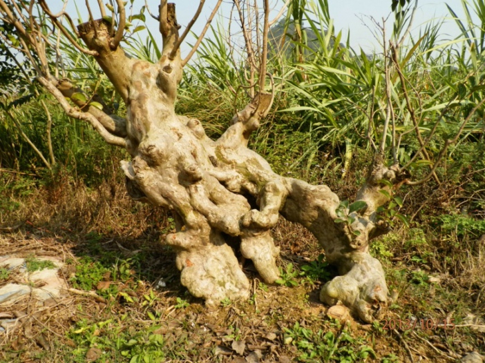 PA150344.JPG