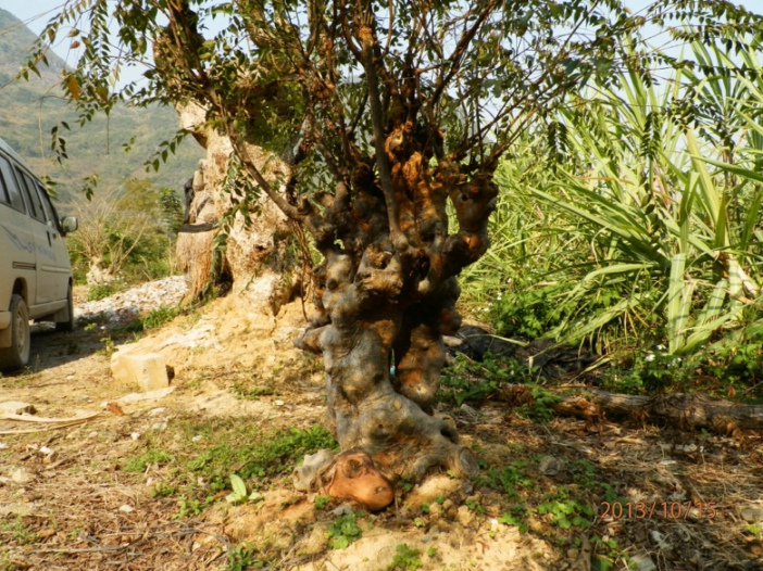 PA150342.JPG