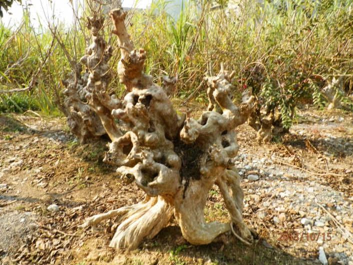 PA150363.JPG