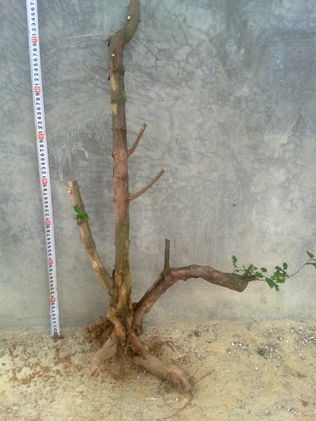 20140421_112214.jpg