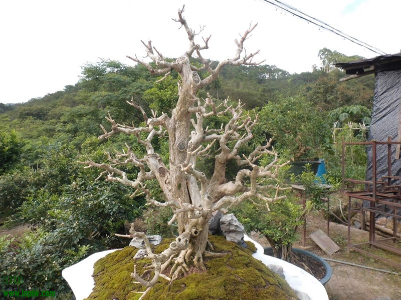 DSCI0011.jpg