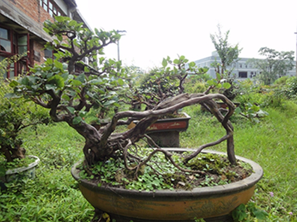 DSC02907.jpg