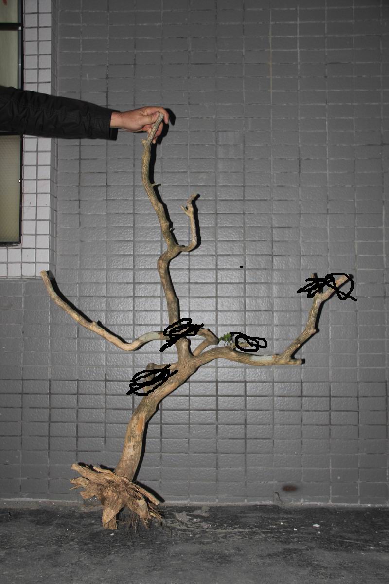 Ƭ 005.jpg