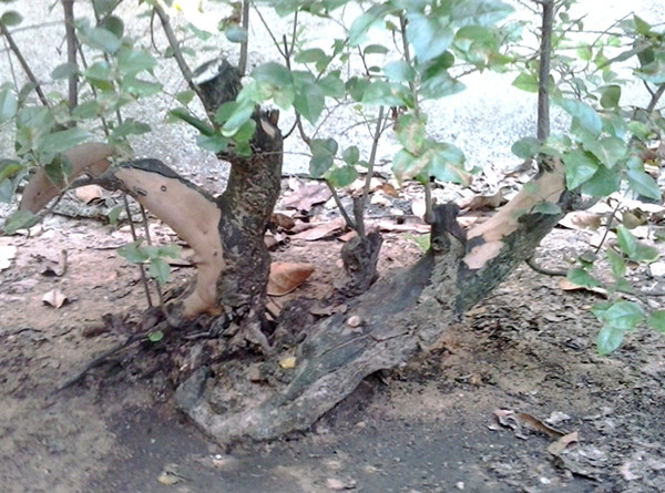 20140602_132712_.jpg