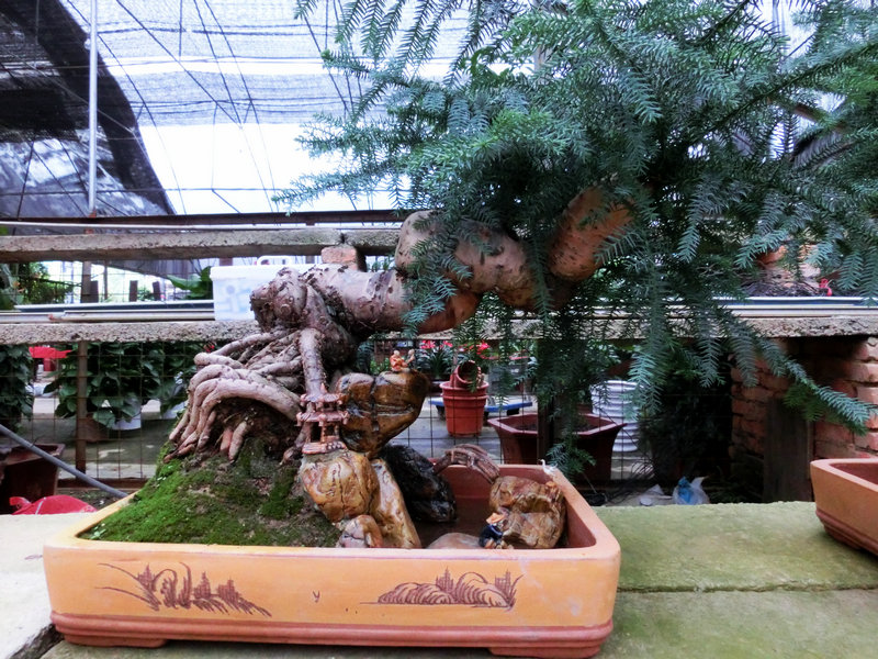 CIMG0810.JPG