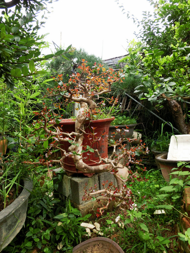 CIMG0860.JPG