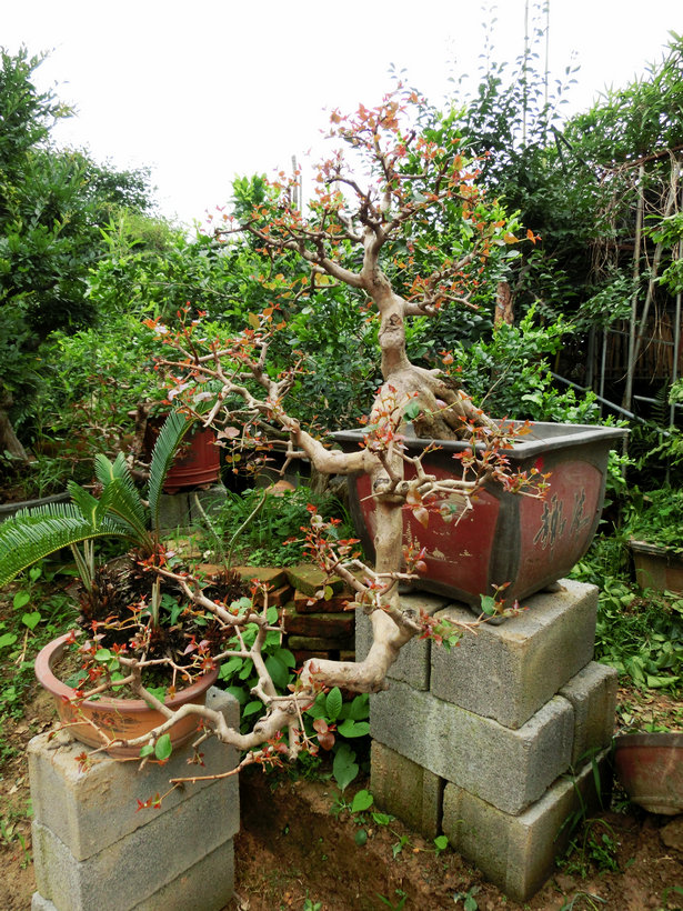 CIMG0861.JPG